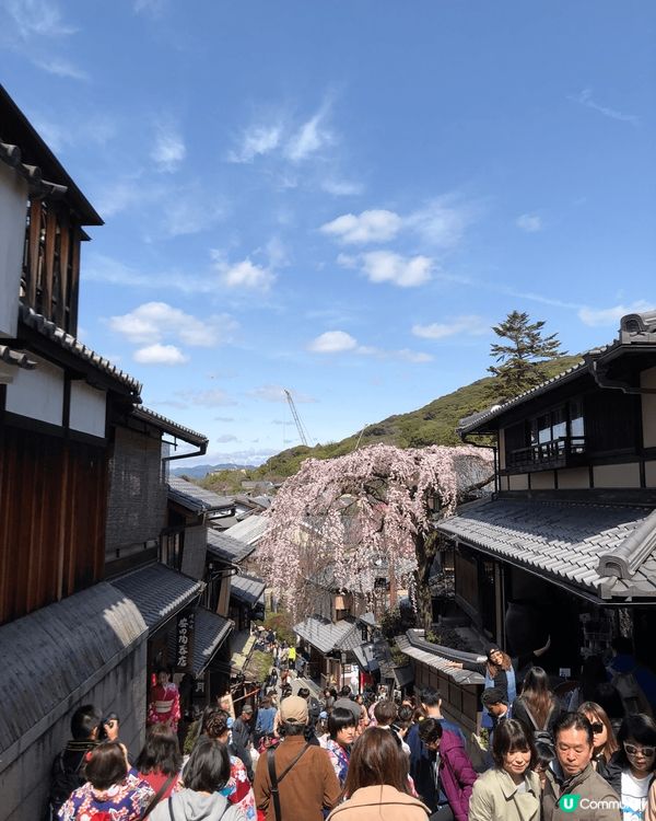 京都是賞櫻好地方！ 一定要安排穿上和服到清水寺、二年坂以及河...