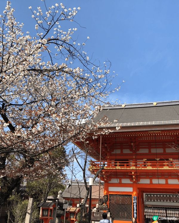 京都是賞櫻好地方！ 一定要安排穿上和服到清水寺、二年坂以及河...