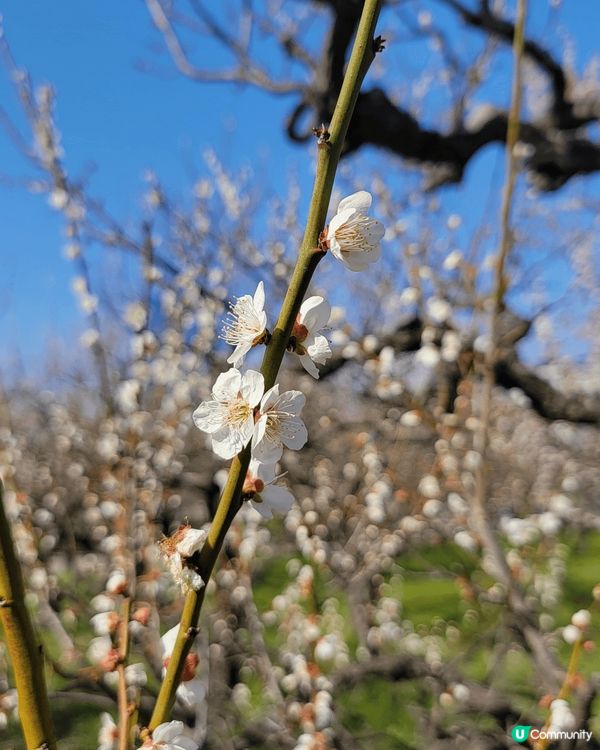 大阪城公園櫻花盛開