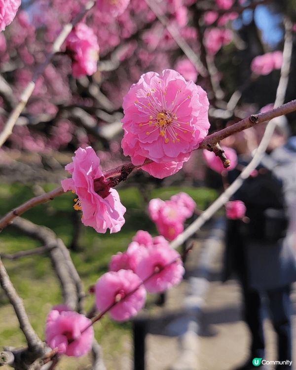 大阪城公園櫻花盛開