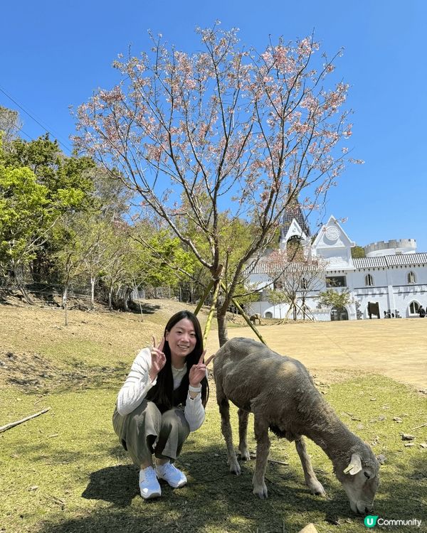 由台中包車到清境，去到青青草原探綿羊，親親大自然好開心啊😚😚...