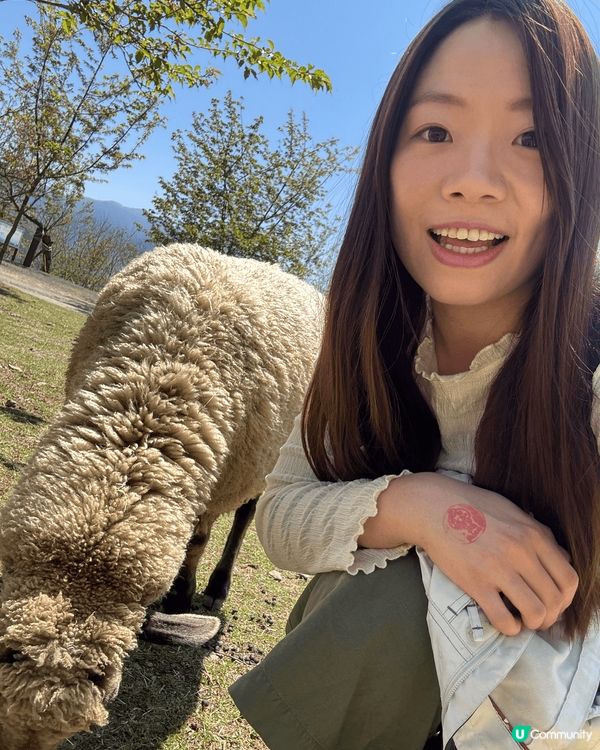 由台中包車到清境，去到青青草原探綿羊，親親大自然好開心啊😚😚...