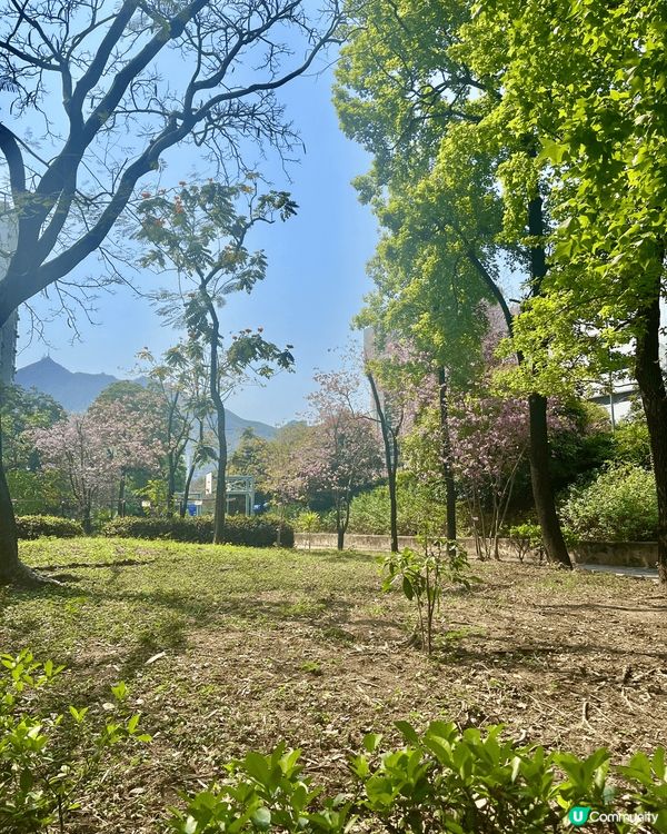 香港荔枝角D2 Place附近車仔麵小店，外牆由一位藝術創作...