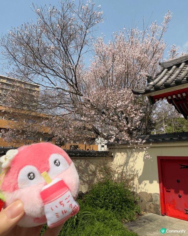 東京同埋靜岡嘅櫻花好靚❤️ 其實唔使特登去公園，周街都開滿靚...