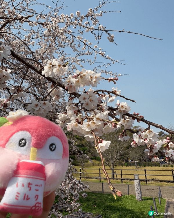 東京同埋靜岡嘅櫻花好靚❤️ 其實唔使特登去公園，周街都開滿靚...