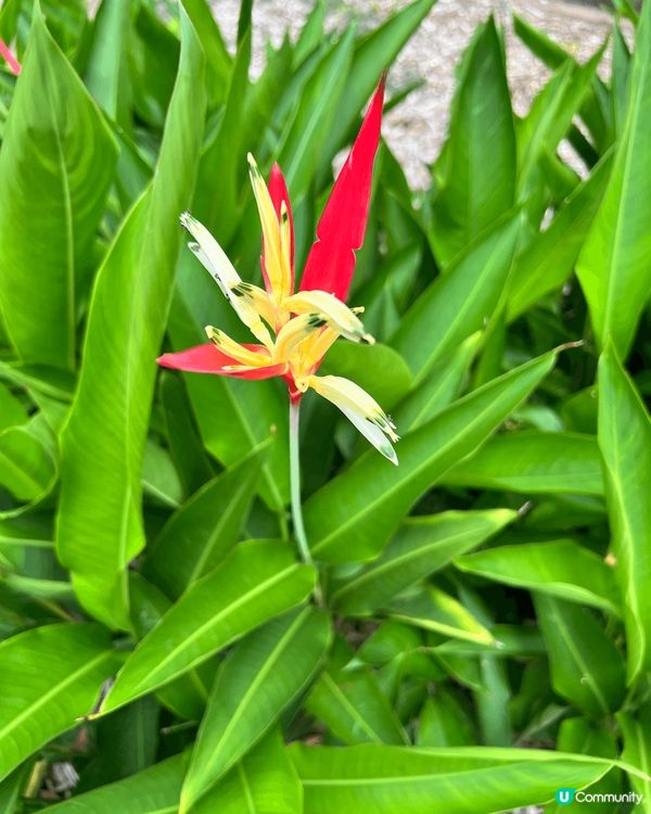 布里斯本 city botanic garden