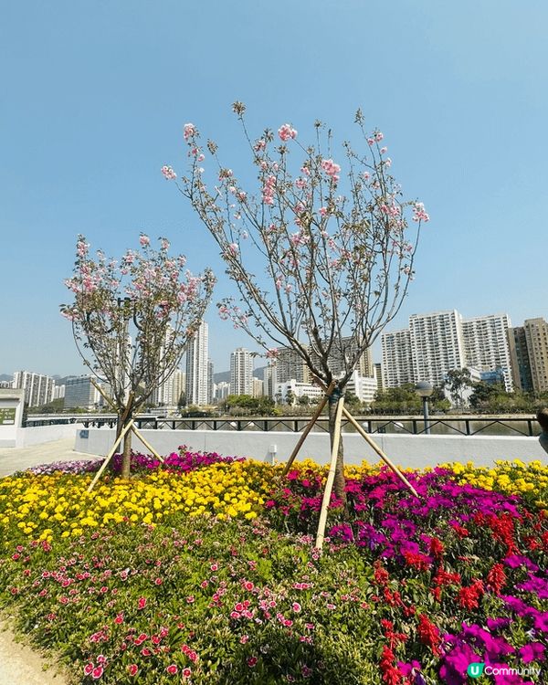喺沙田公園睇到八重櫻，Ling公園蓬蓽生輝😆 