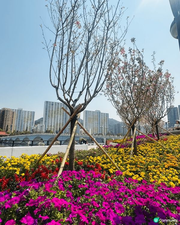 喺沙田公園睇到八重櫻，Ling公園蓬蓽生輝😆 