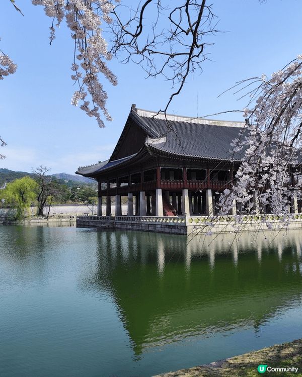 春天去韓國玩，天氣清爽，最啱賞花！韓國櫻花好出名，首爾景福宮...