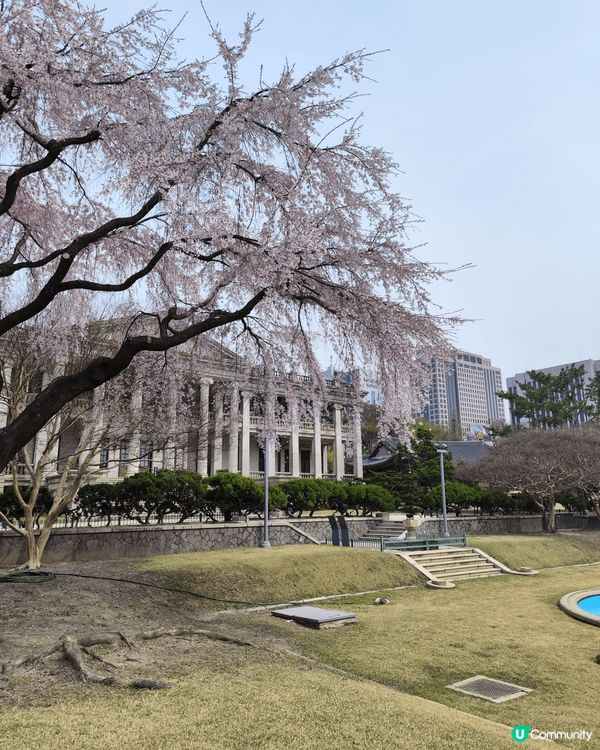 春天去韓國玩，天氣清爽，最啱賞花！韓國櫻花好出名，首爾景福宮...
