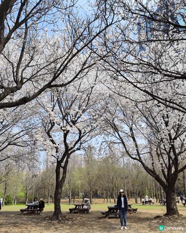 春天去韓國玩，天氣清爽，最啱賞花！韓國櫻花好出名，首爾景福宮...