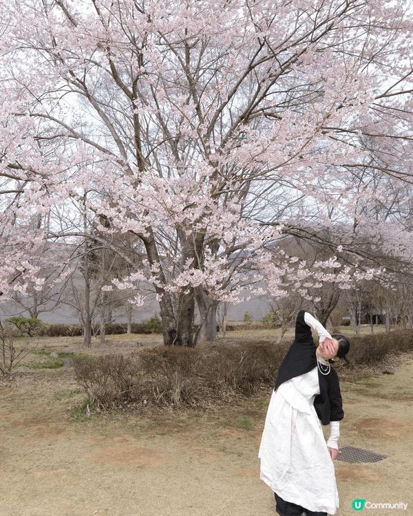 【富士山河口湖春狩圖鑒】 