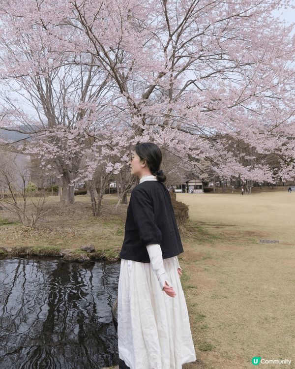 【富士山河口湖春狩圖鑒】 