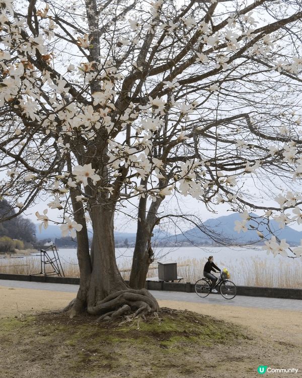 【富士山河口湖春狩圖鑒】 