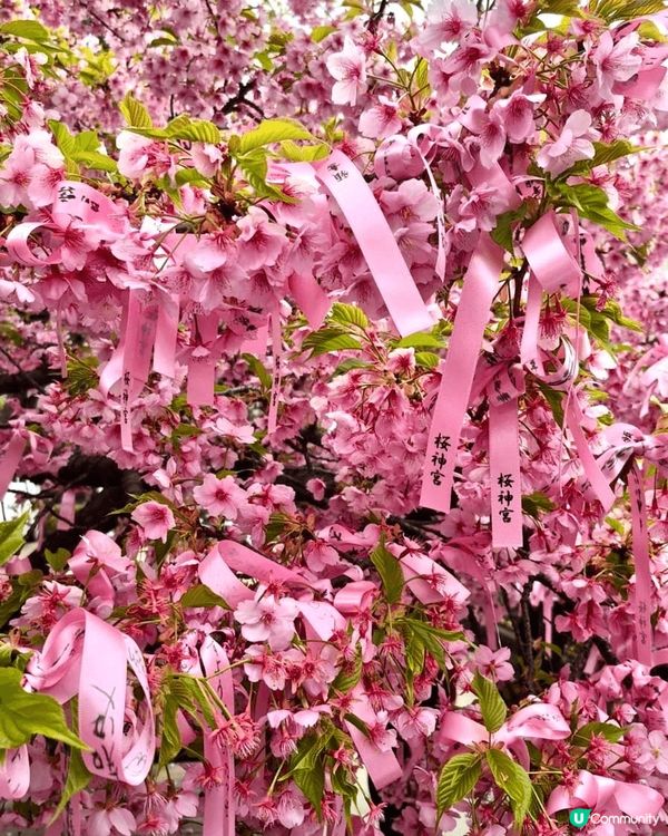 #沉醉櫻花海  每逢三月都係日本觀賞櫻花旺季，今年三月我就特...