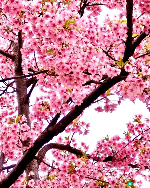 #沉醉櫻花海  每逢三月都係日本觀賞櫻花旺季，今年三月我就特...