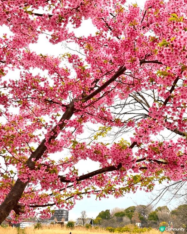 #沉醉櫻花海  每逢三月都係日本觀賞櫻花旺季，今年三月我就特...