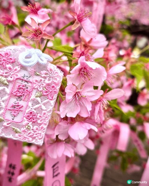 #沉醉櫻花海  每逢三月都係日本觀賞櫻花旺季，今年三月我就特...