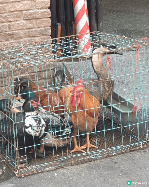 中國CN广東省惠州市惠東县2-1單完03鋪，重有咁原始的雞檔...