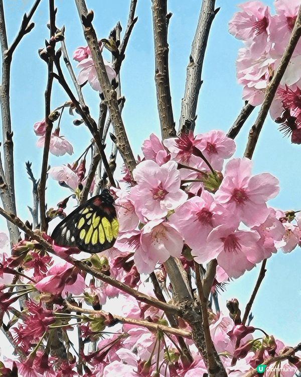 #沉醉櫻花海 #浪漫旅人祭 