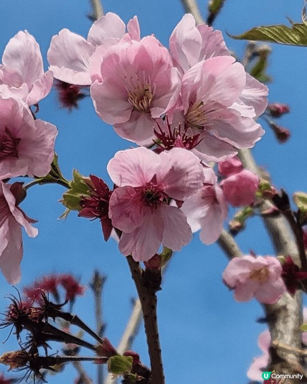 #沉醉櫻花海 #浪漫旅人祭 