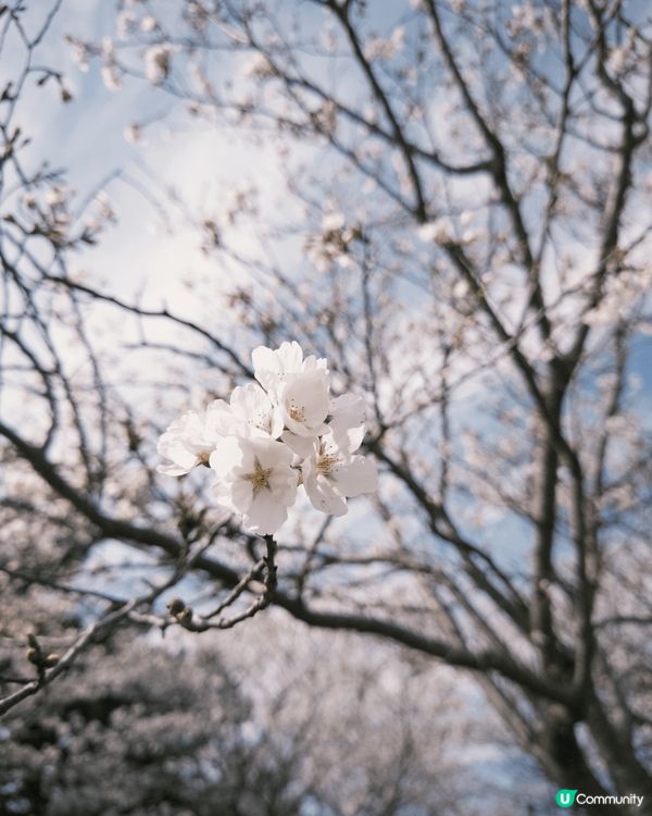 近期趁住櫻花季節就去咗福岡度睇櫻花。今次就去咗福岡海之中道到...