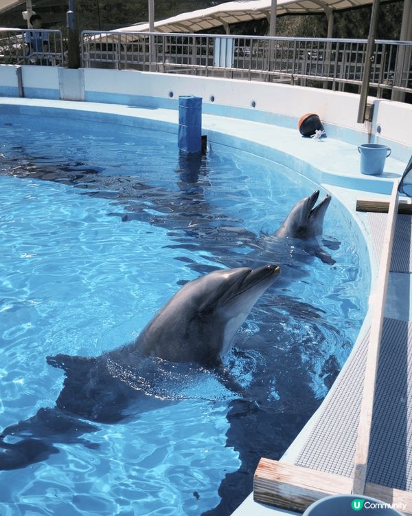 近期趁住櫻花季節就去咗福岡度睇櫻花。今次就去咗福岡海之中道到...