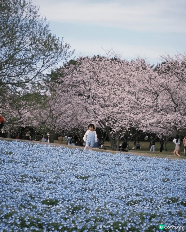 近期趁住櫻花季節就去咗福岡度睇櫻花。今次就去咗福岡海之中道到...