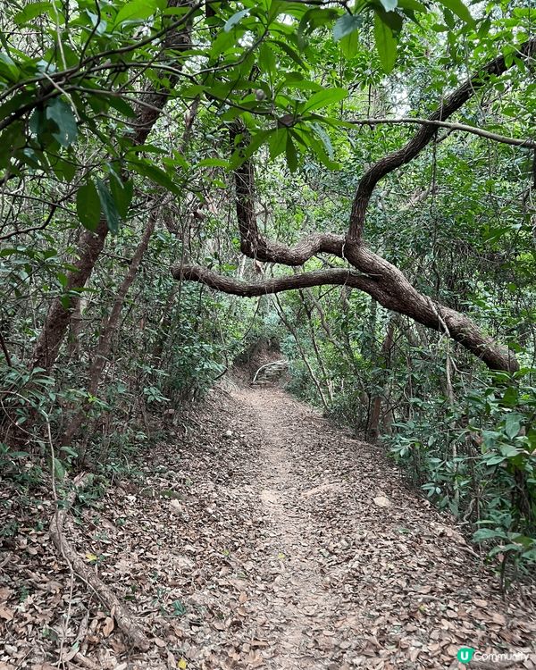 鹿頸，谷埔，雞谷樹下，新娘潭行山好去處！#chill嘆酒店旅...