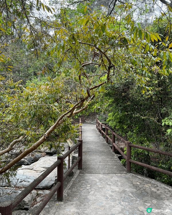 鹿頸，谷埔，雞谷樹下，新娘潭行山好去處！#chill嘆酒店旅...