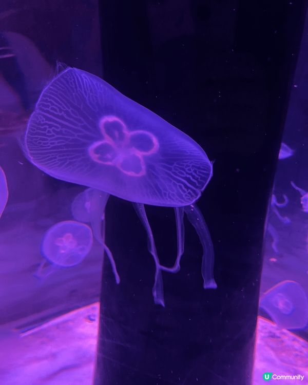 屯門公園的爬蟲館，可看到稀有都爬蟲動物。