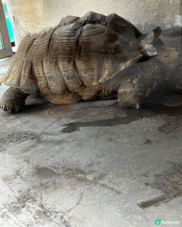 屯門公園的爬蟲館，可看到稀有都爬蟲動物。