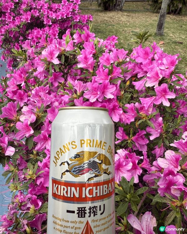 #沉醉櫻花海   春來大地， 萬物皆生， 沉醉在一片片花海之...