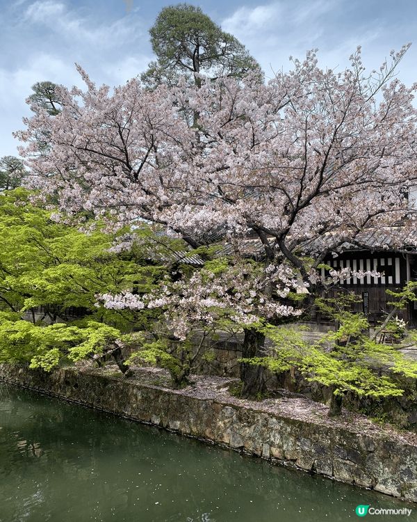 日本高松既櫻花海十分值得一去！4月頭至中應該係最盛開，我好好...