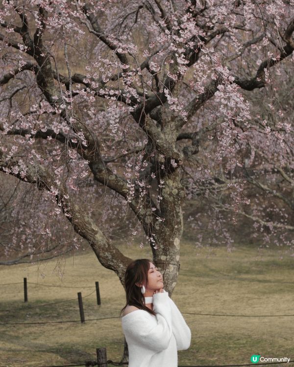 這次去了日本東京賞櫻花 🌸