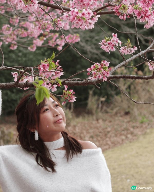 這次去了日本東京賞櫻花 🌸