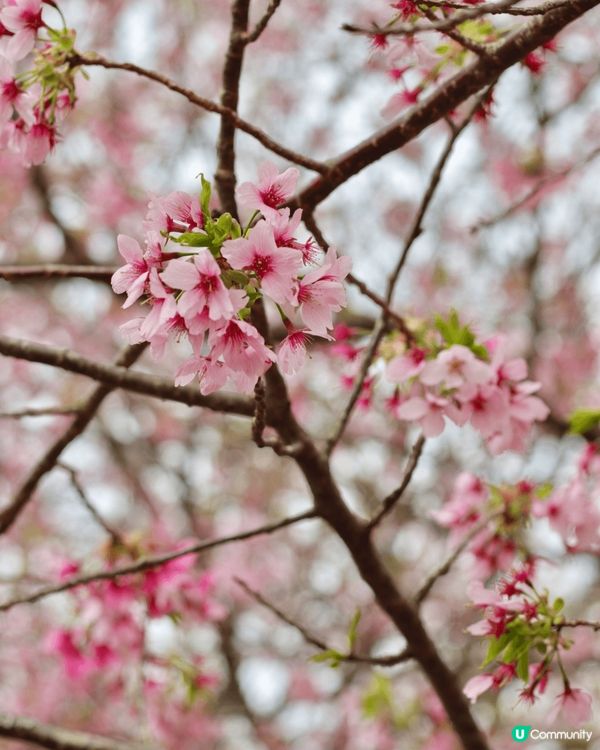 這次去了日本東京賞櫻花 🌸