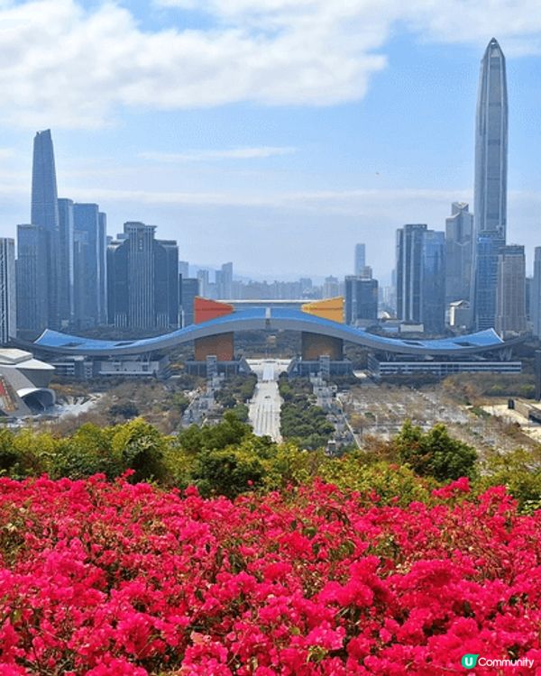 深圳蓮花村公園，意想不到的大。可以坐公園的旅遊車上山，山上可...