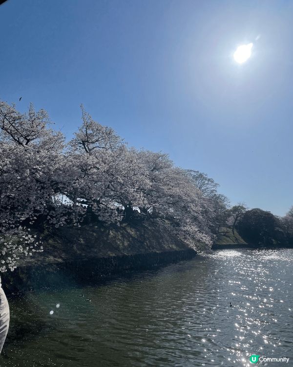 每年嘅春天就係一年一度嘅櫻花季，日本櫻花開得非常燦爛，去到邊...