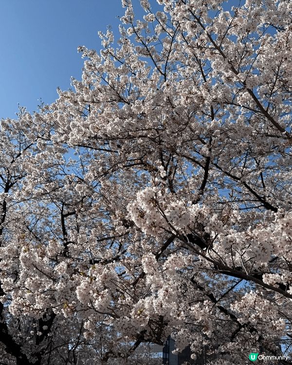 每年嘅春天就係一年一度嘅櫻花季，日本櫻花開得非常燦爛，去到邊...