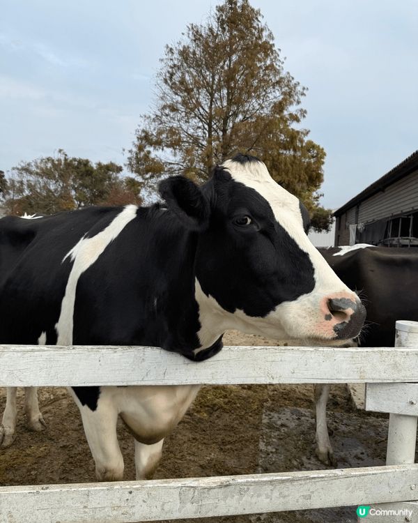 台灣千巧谷 （免費入場）