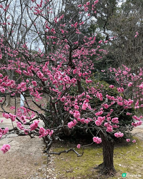 日本熊本加福岡之旅