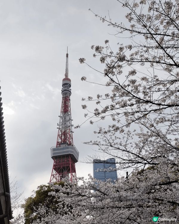 ## 東京鐵塔🌸櫻花盛放！🗼