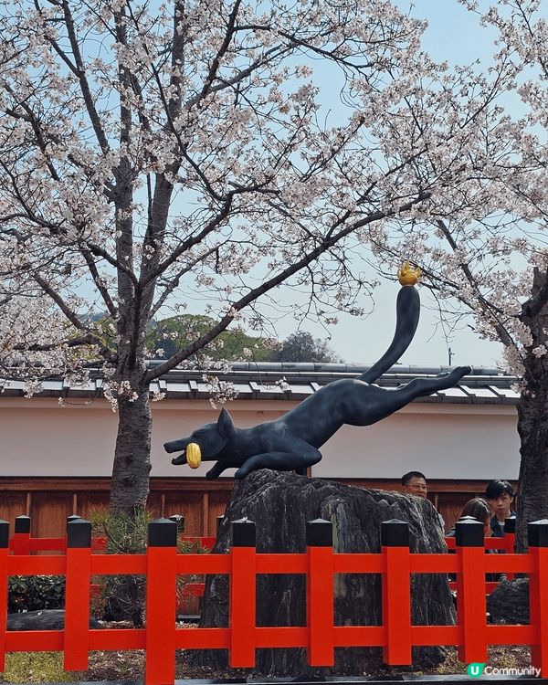 京阪賞桵之旅第二天，去了伏見道荷神社， 建議早上去，拍下超美...