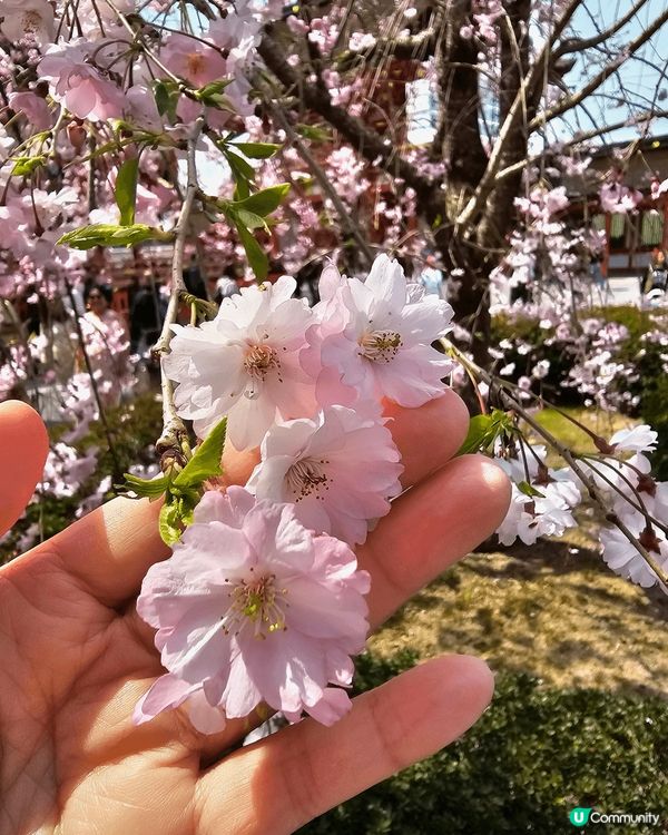 京阪賞桵之旅第二天，去了伏見道荷神社， 建議早上去，拍下超美...