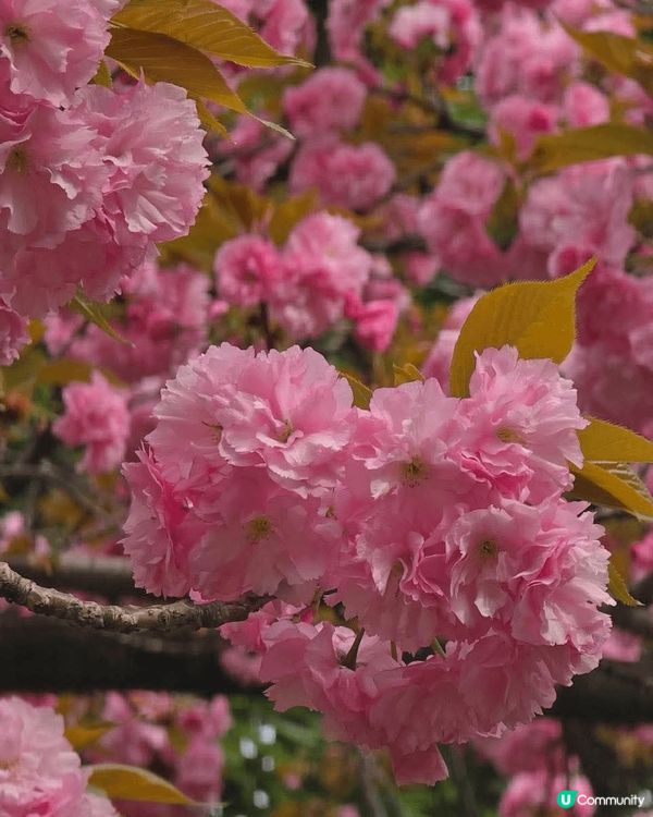 🌸我愛花花🌸之東賞櫻2025