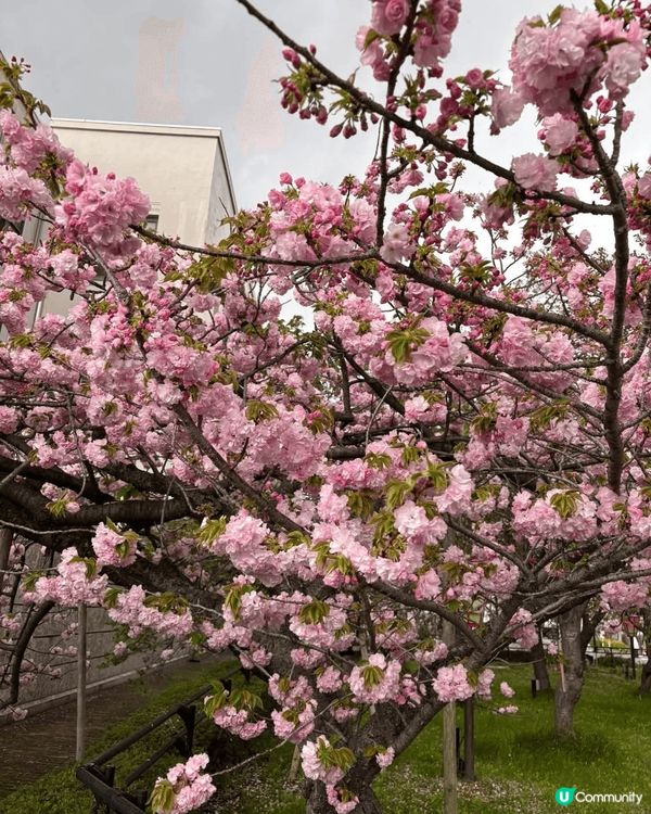 🌸我愛花花🌸之東賞櫻2025