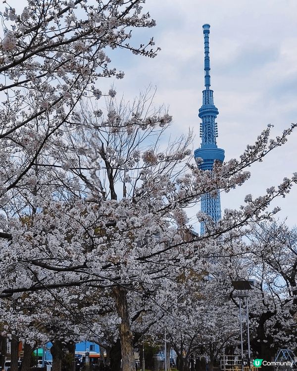 🌸錦糸公園的最大特色在於能將櫻花和整座東京地標「晴空塔」同時...