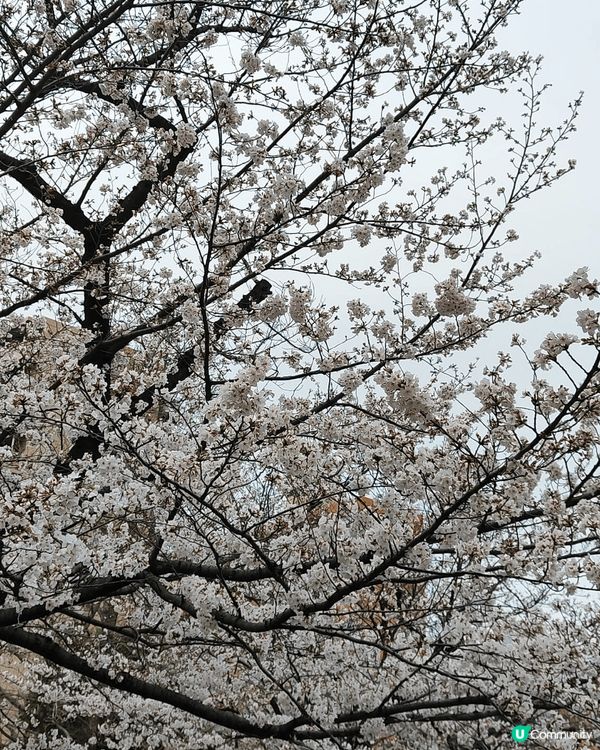 🌸錦糸公園的最大特色在於能將櫻花和整座東京地標「晴空塔」同時...