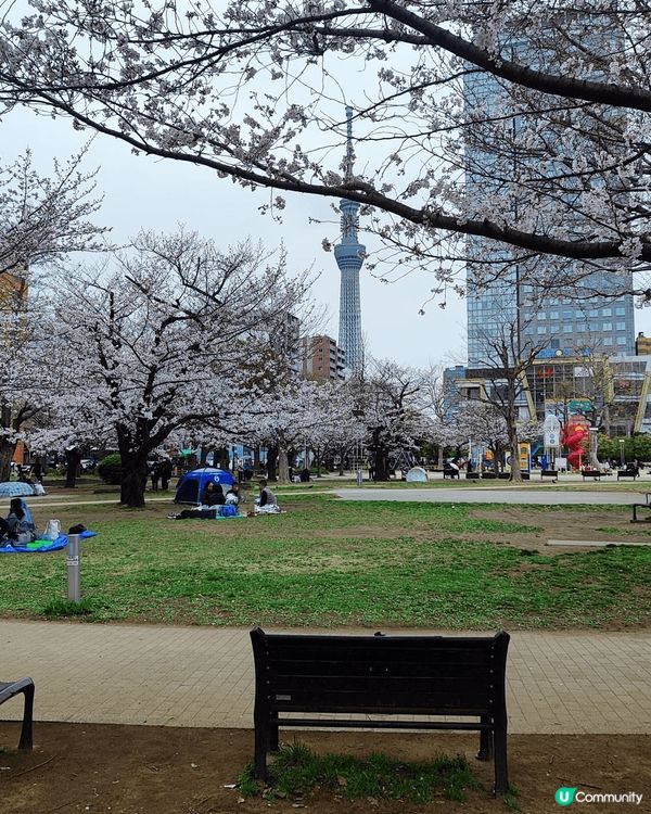 🌸錦糸公園的最大特色在於能將櫻花和整座東京地標「晴空塔」同時...